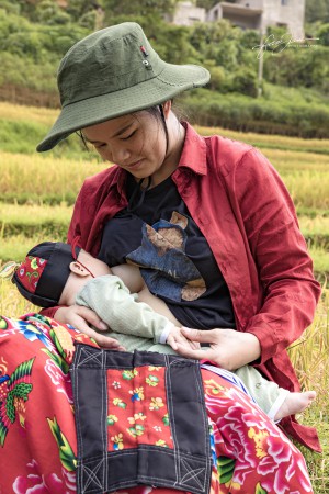 Ngọt ngào hương lúa