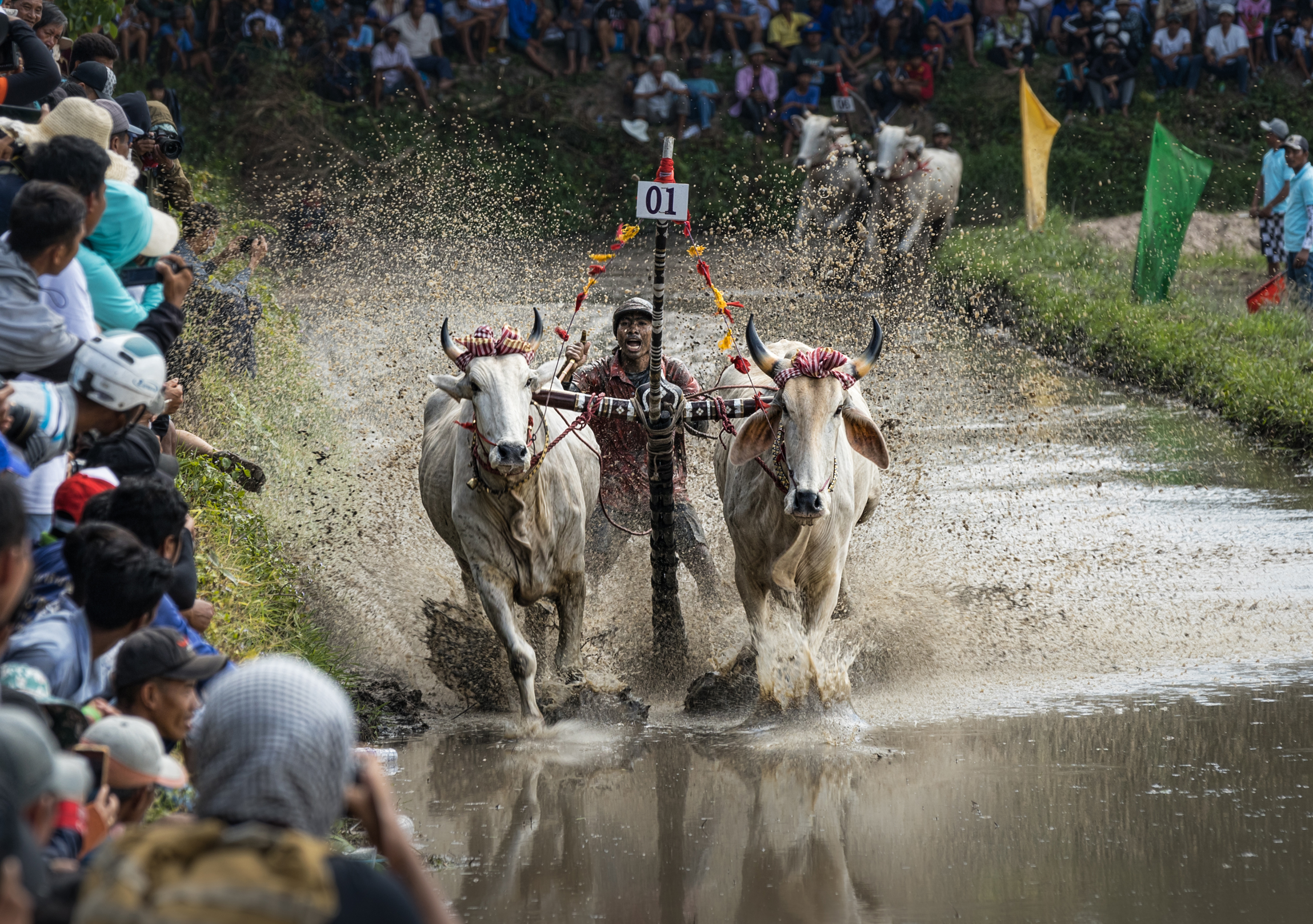 Lễ hội đua bò của đồng bào Khmer