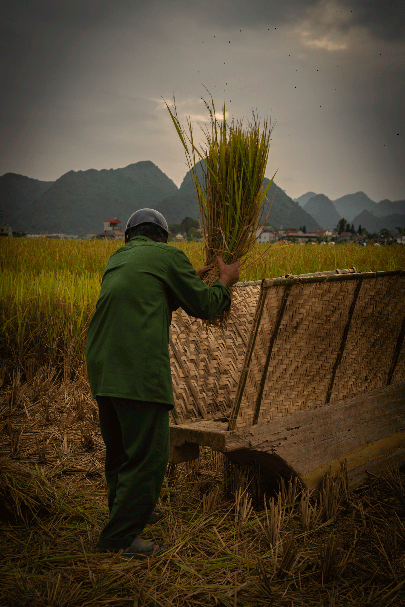 Gặt lúa bằng công cụ thô sơ